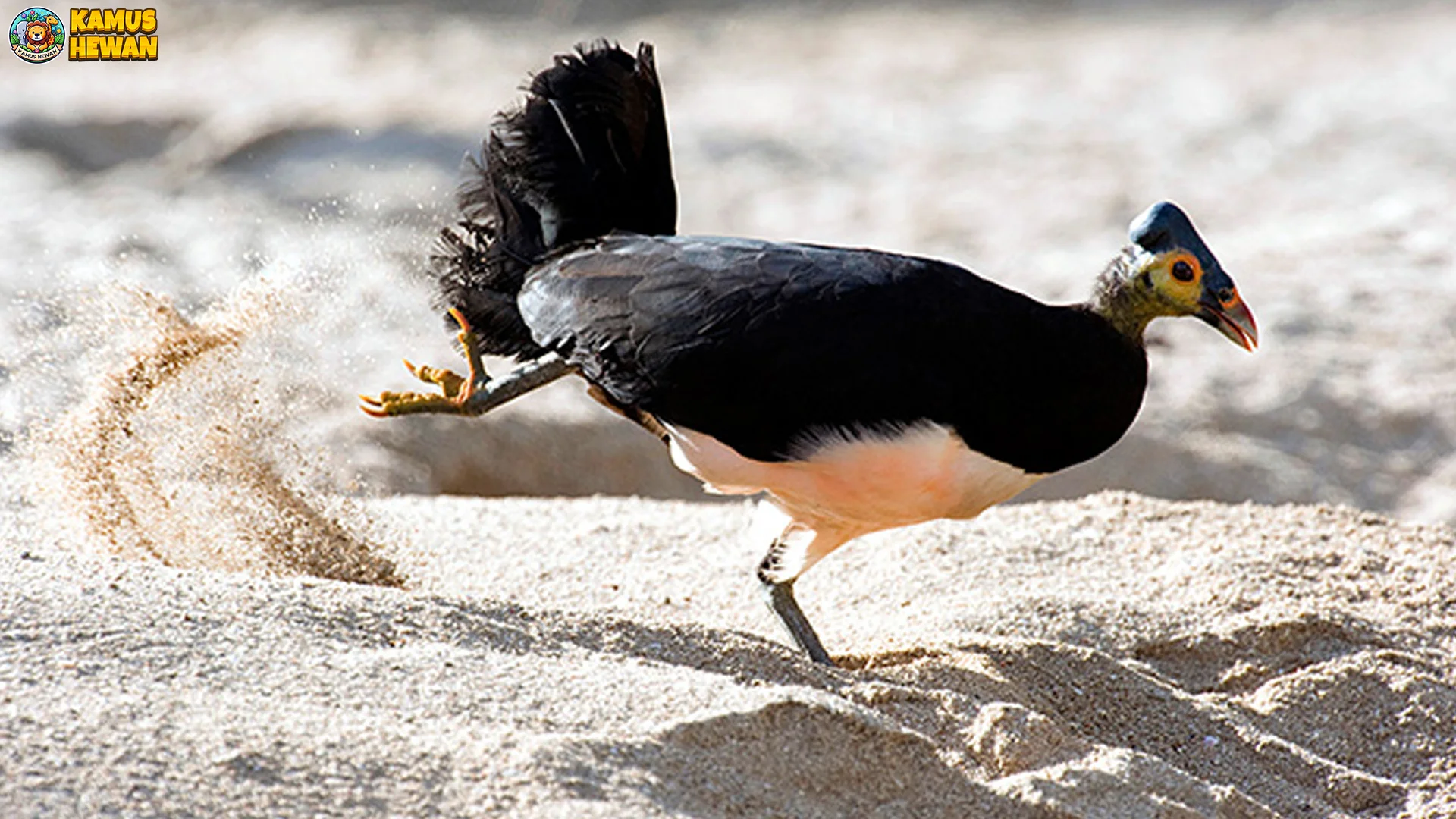 4 Upaya Asli Konservasi Hewan Maleo Senkawor dari Kepunahan