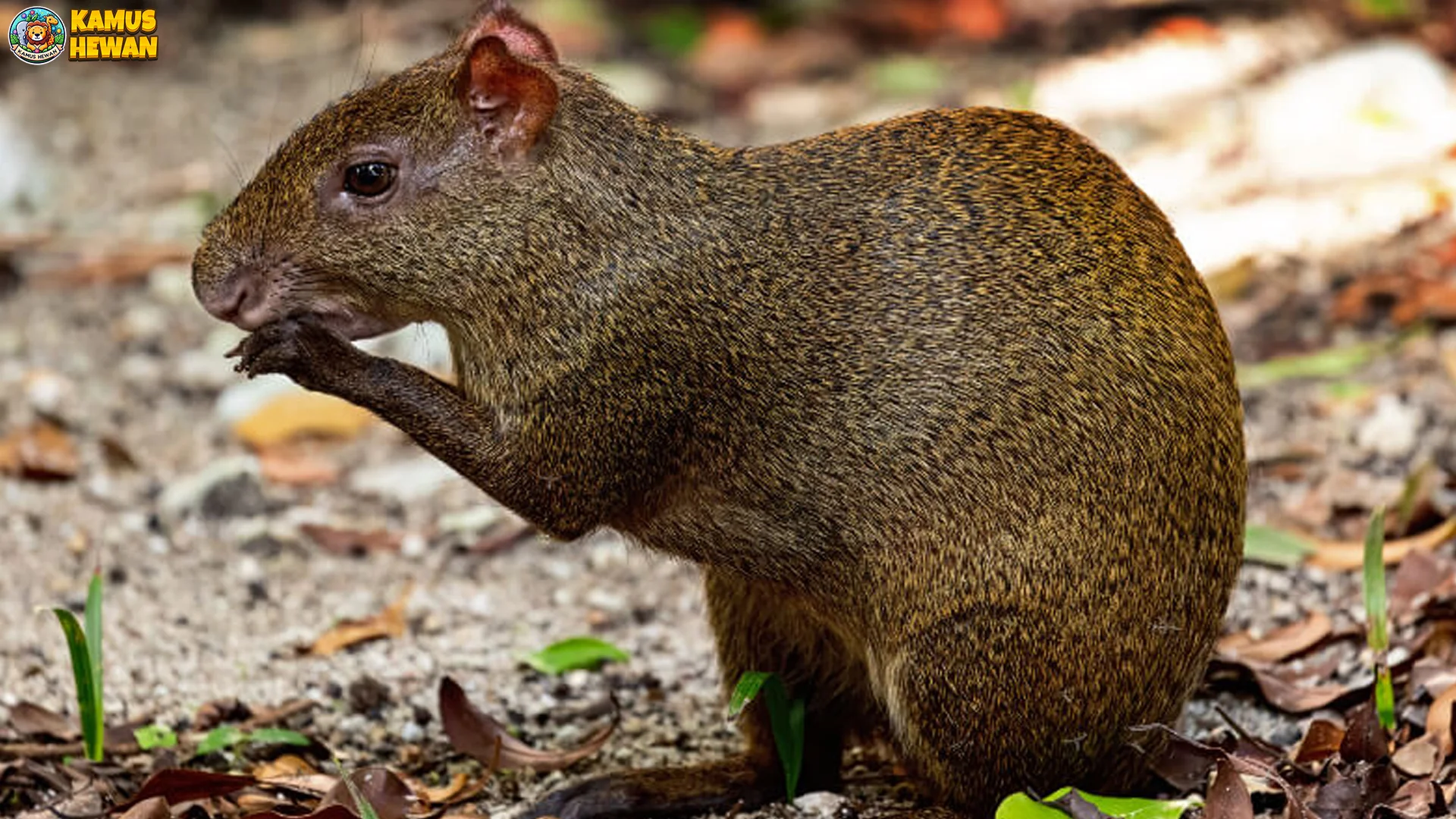 5 Keunikan Agouti Yang Bikin Hewan Ini Jadi Pusat Perhatian Banget 2 5 Keunikan Agouti Yang Bikin Hewan Ini Jadi Pusat Perhatian Banget