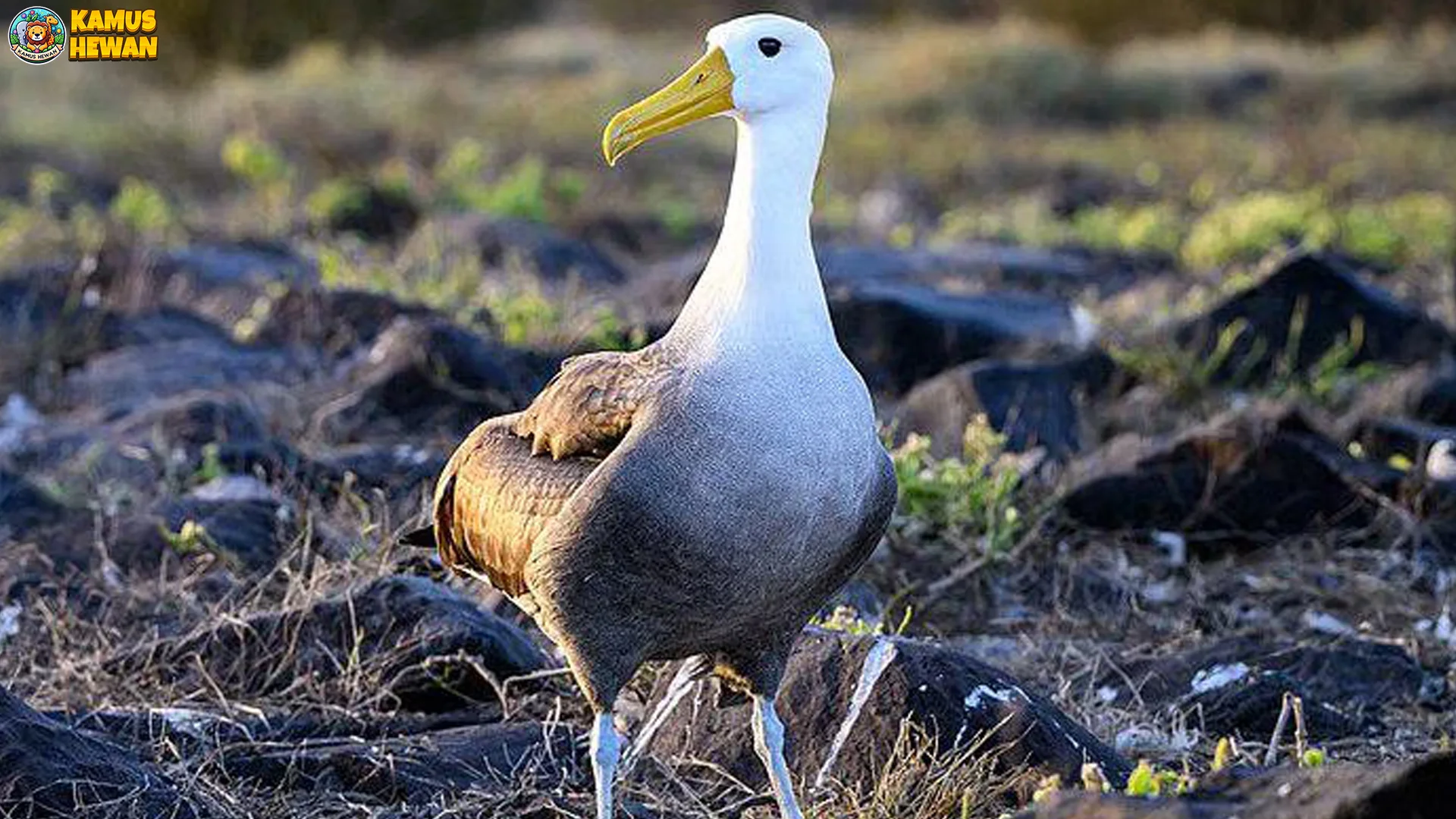 Bukti Asli Albatros Burung Laut Terbang Tanpa Mengepak2