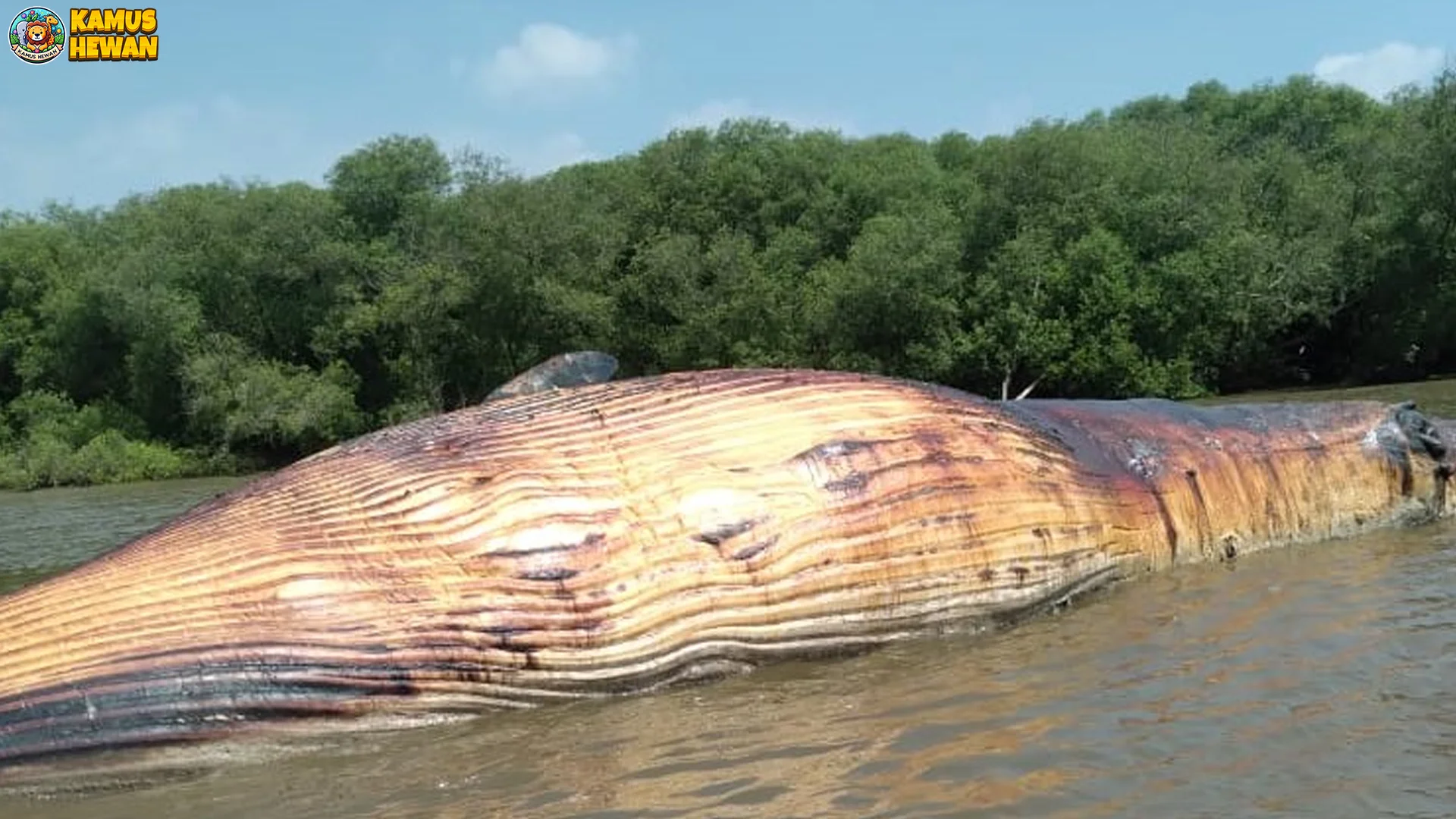 Paus Balin Dengan 5 Spesies Terbesar Mulai Biru Hingga Bungkuk