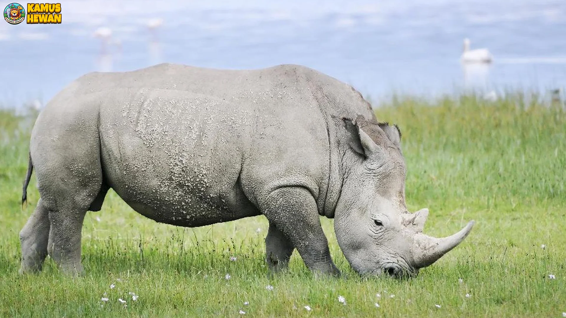 Badak Putih Utara Suguhkan 5 Fakta Asli Yang Patut Diketahui Semua Orang