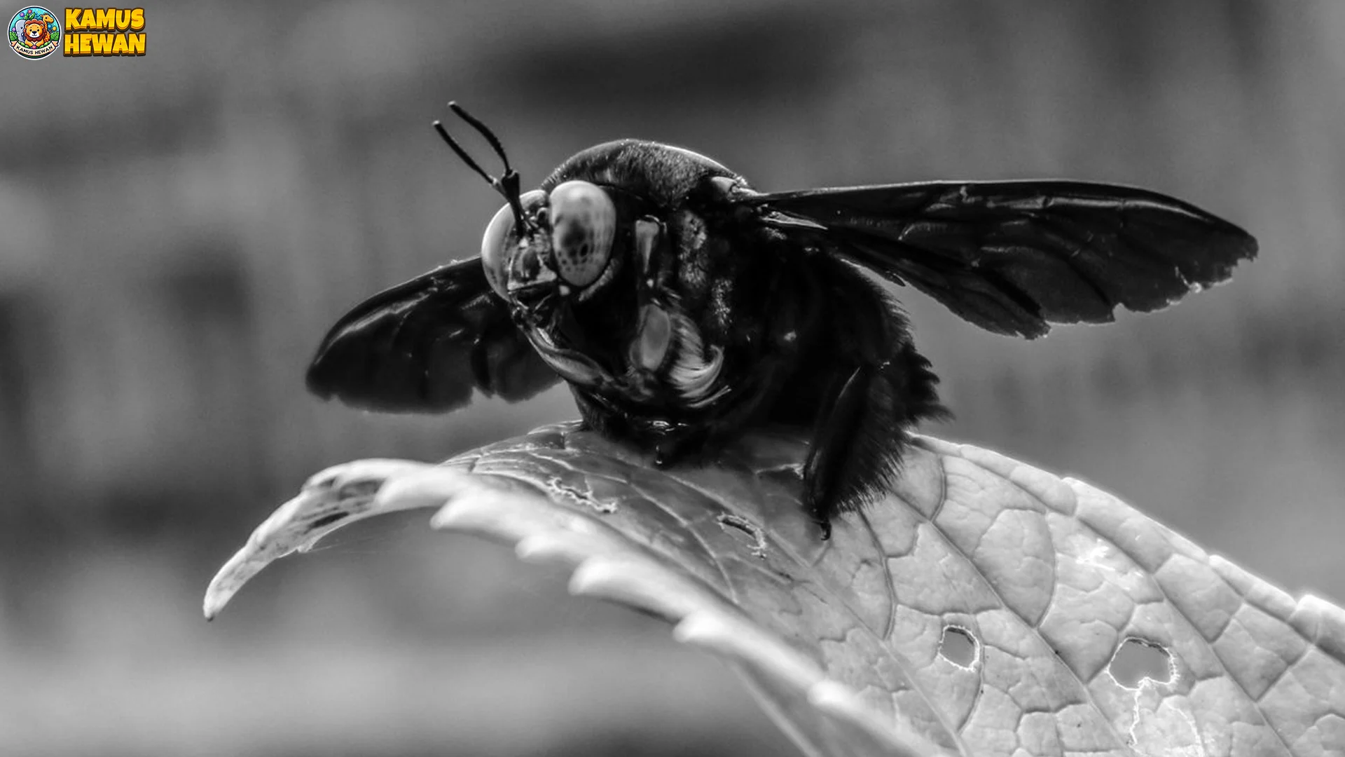 Bangbara Dalam 5 Upaya Konservasi Agar Tidak Punah