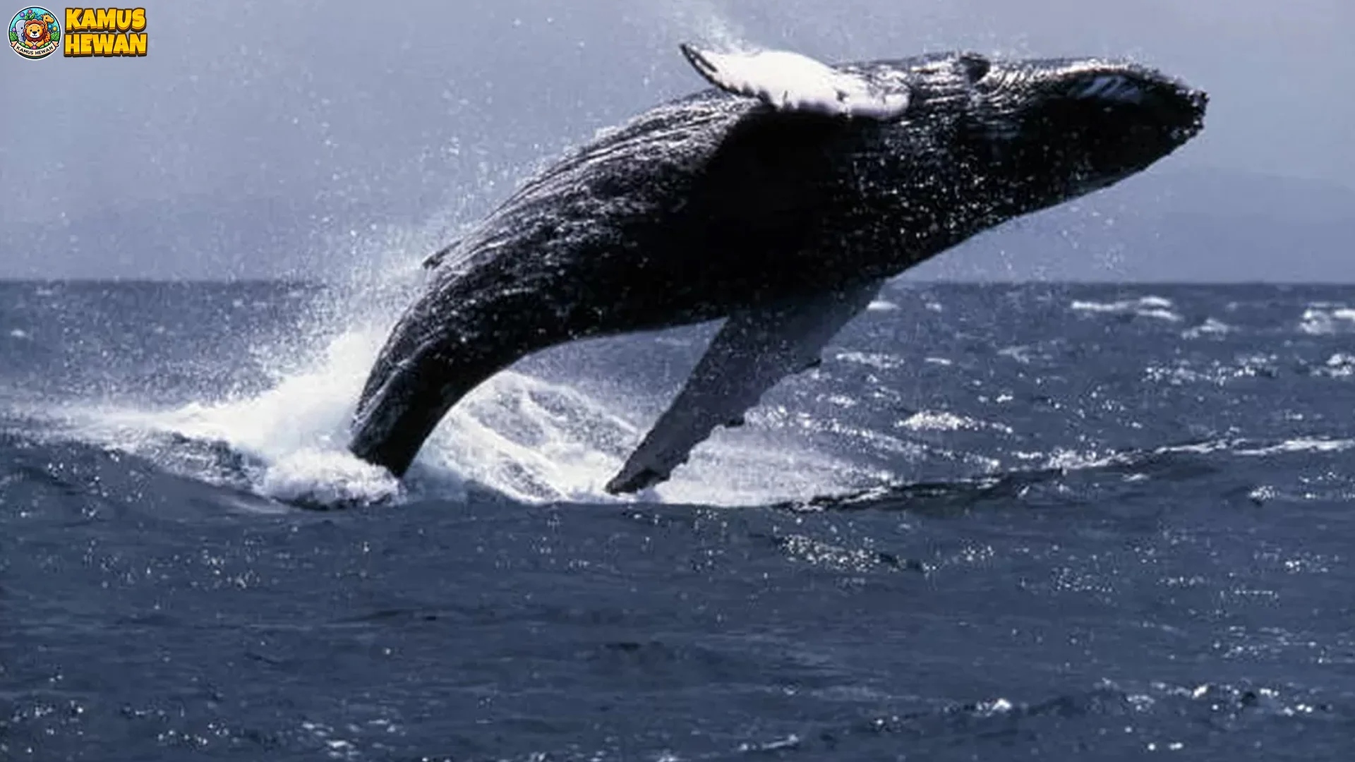 Paus Tombak Tampilkan 5 Perilaku Menarik yang Bisa Diamati Peneliti