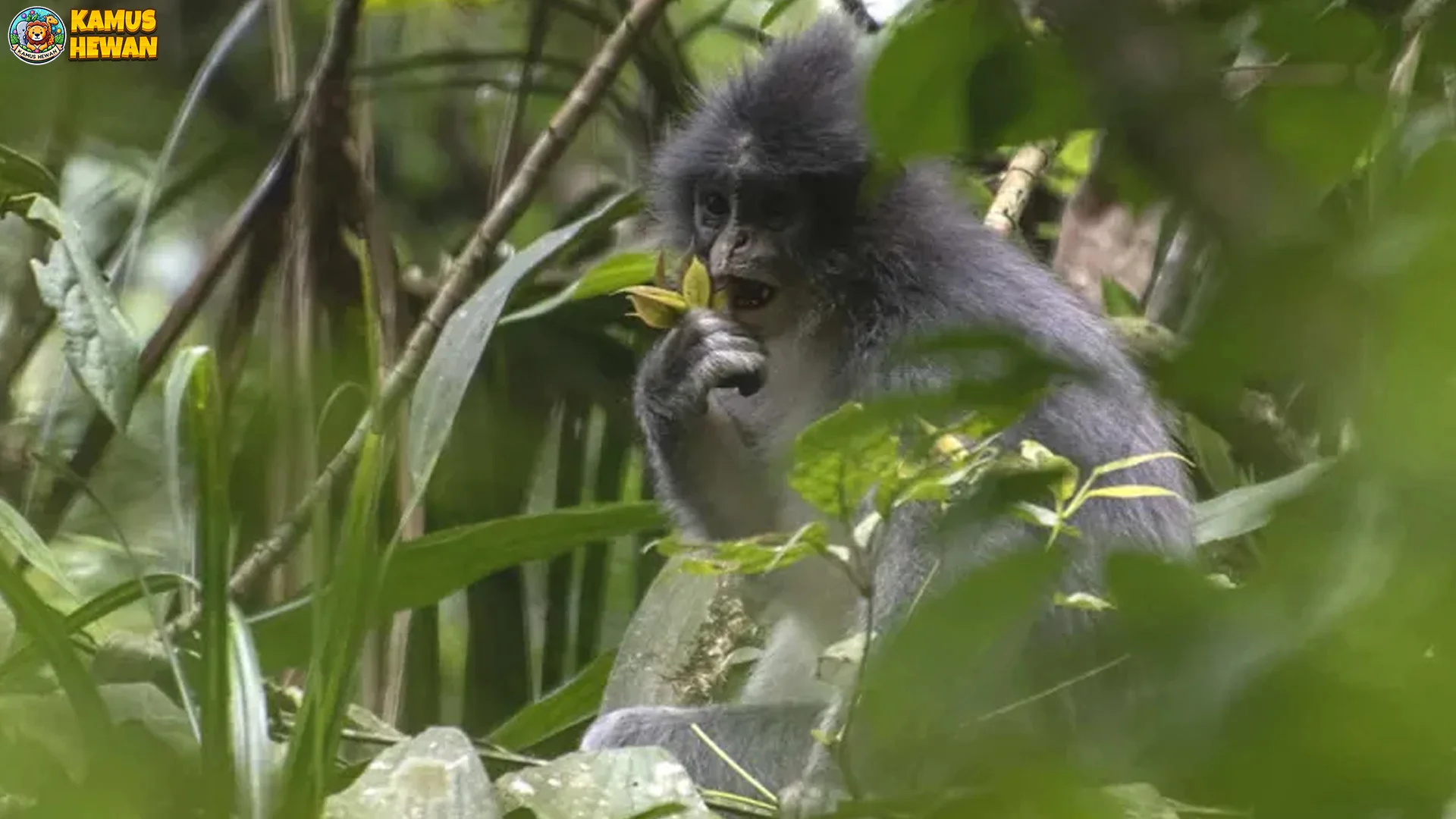 3 Fakta Menarik Surili Jawa Sebagai Endemik Pulau Jawa