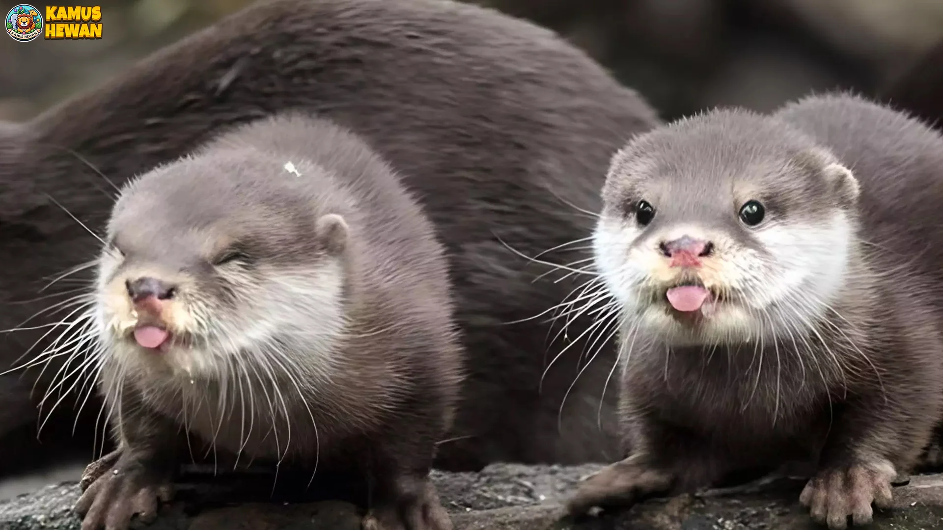 Berang Berang Laut 4 Karakteristik Unik dan Perilaku Alami