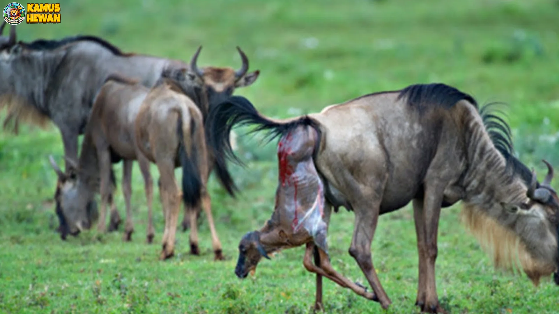 Nyumbu Hitam 2 Spesies Langka Endemik Afrika Selatan