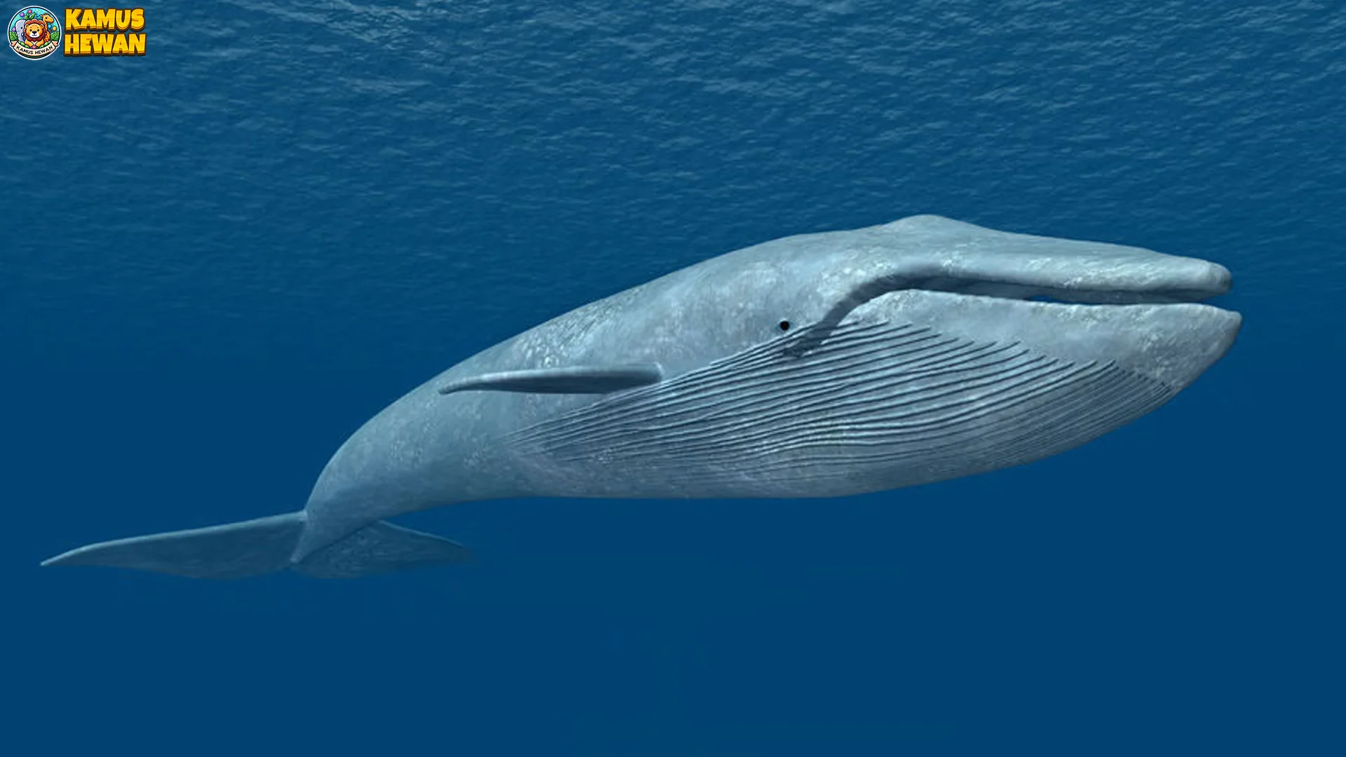 Paus Biru Jadi Mamalia Laut Dengan 4 Keunikan Yang Menarik 1 Paus Biru Jadi Mamalia Laut Dengan 4 Keunikan Yang Menarik