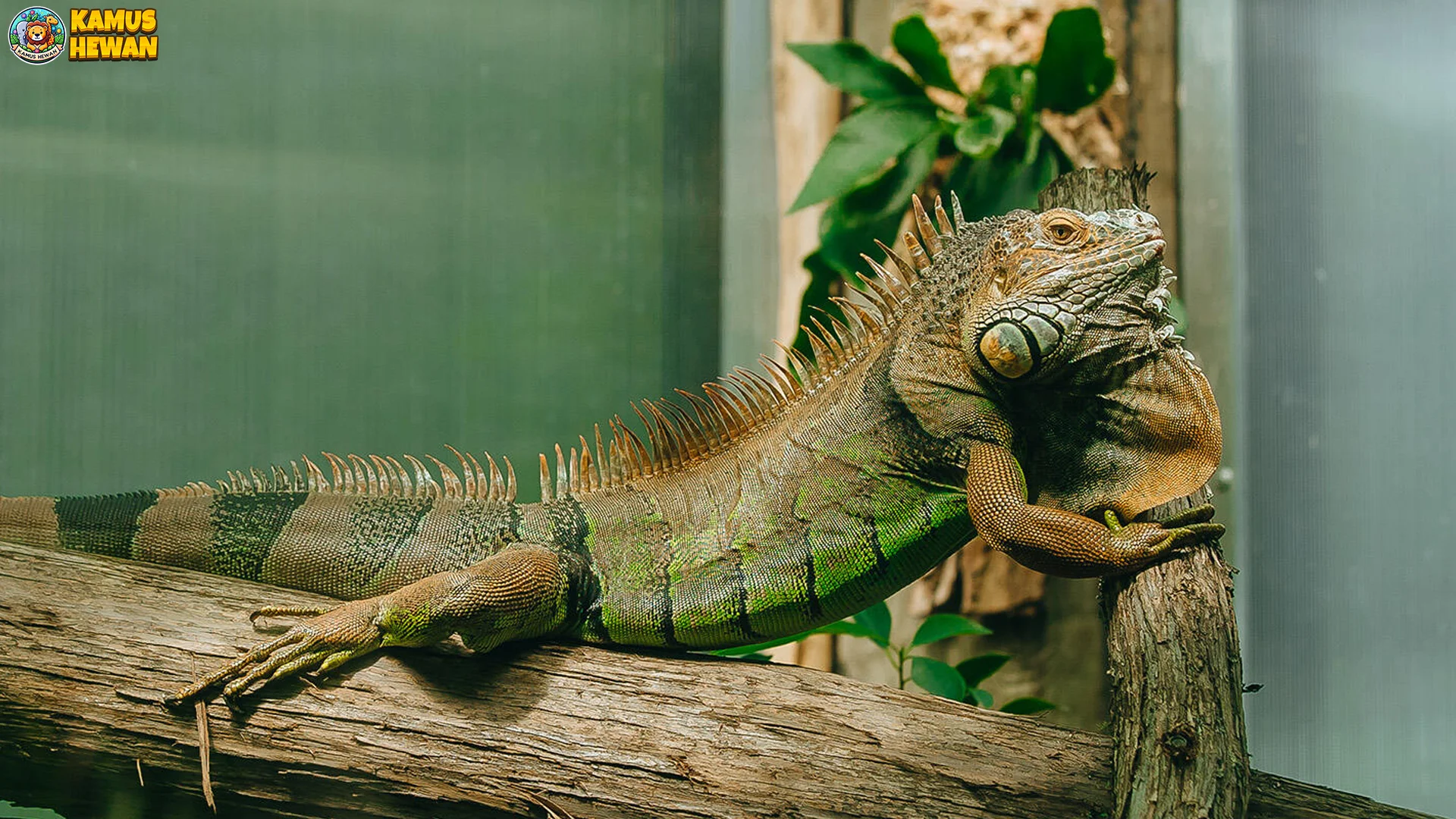Hewan Iguana Memikat Dengan 5 Karakteristik Menarik dan Spesial