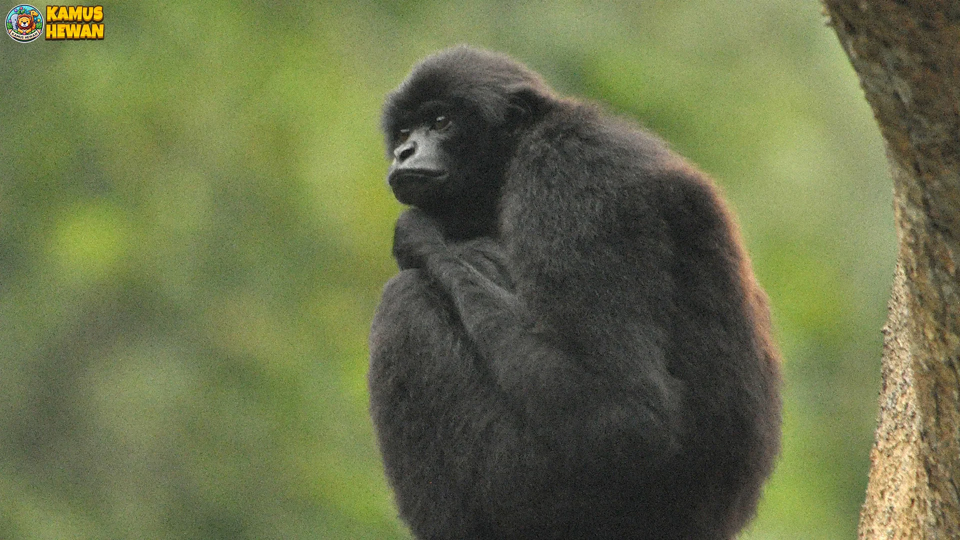 Habitat Owa Bilau 5 Hutan Mentawai Yang Kian Tergusur Parah