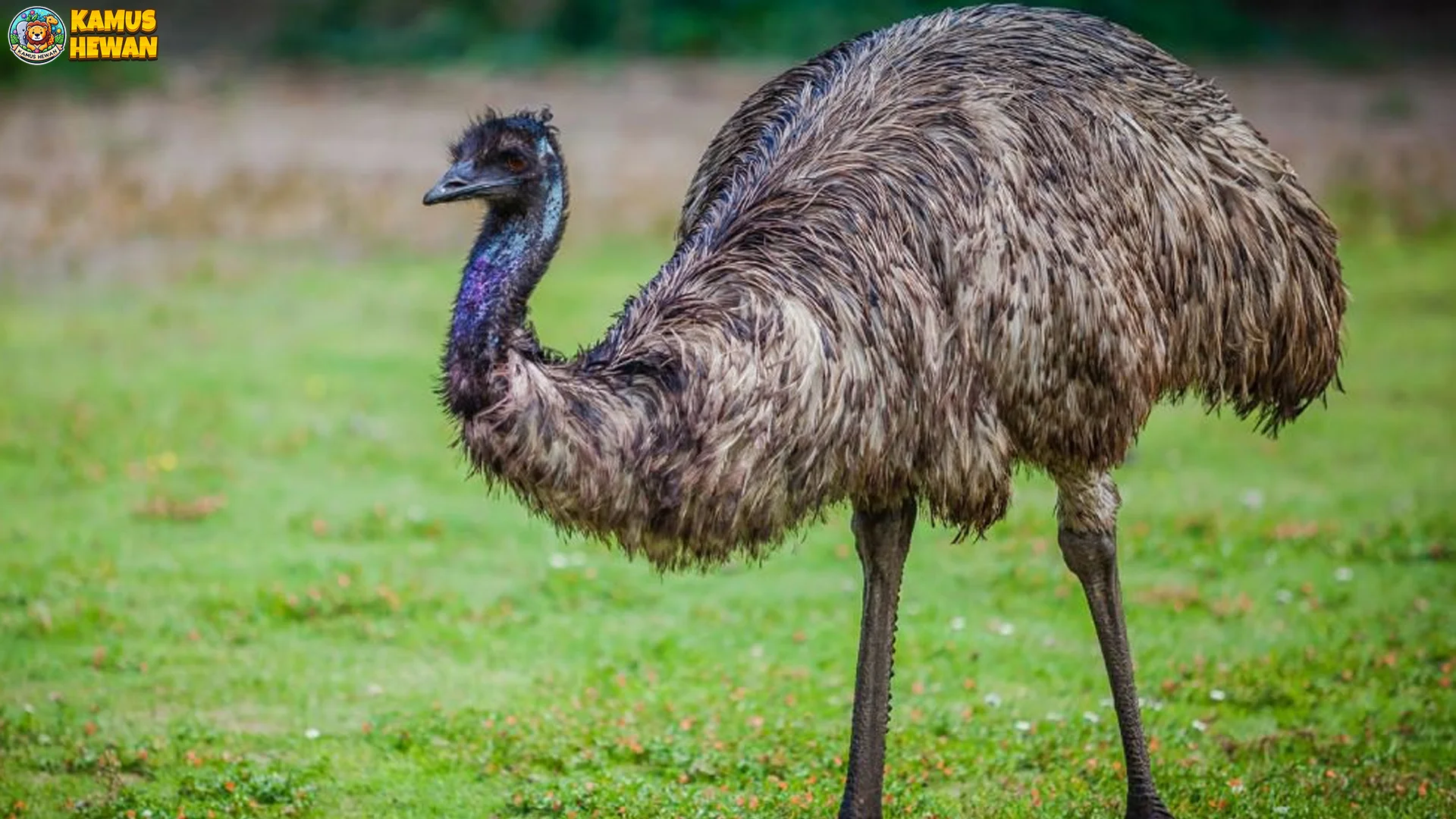 Siklus Hidup Emu 3 Fase Pertumbuhan dari Telur Hingga Dewasa 3 Siklus Hidup Emu 3 Fase Pertumbuhan dari Telur Hingga Dewasa