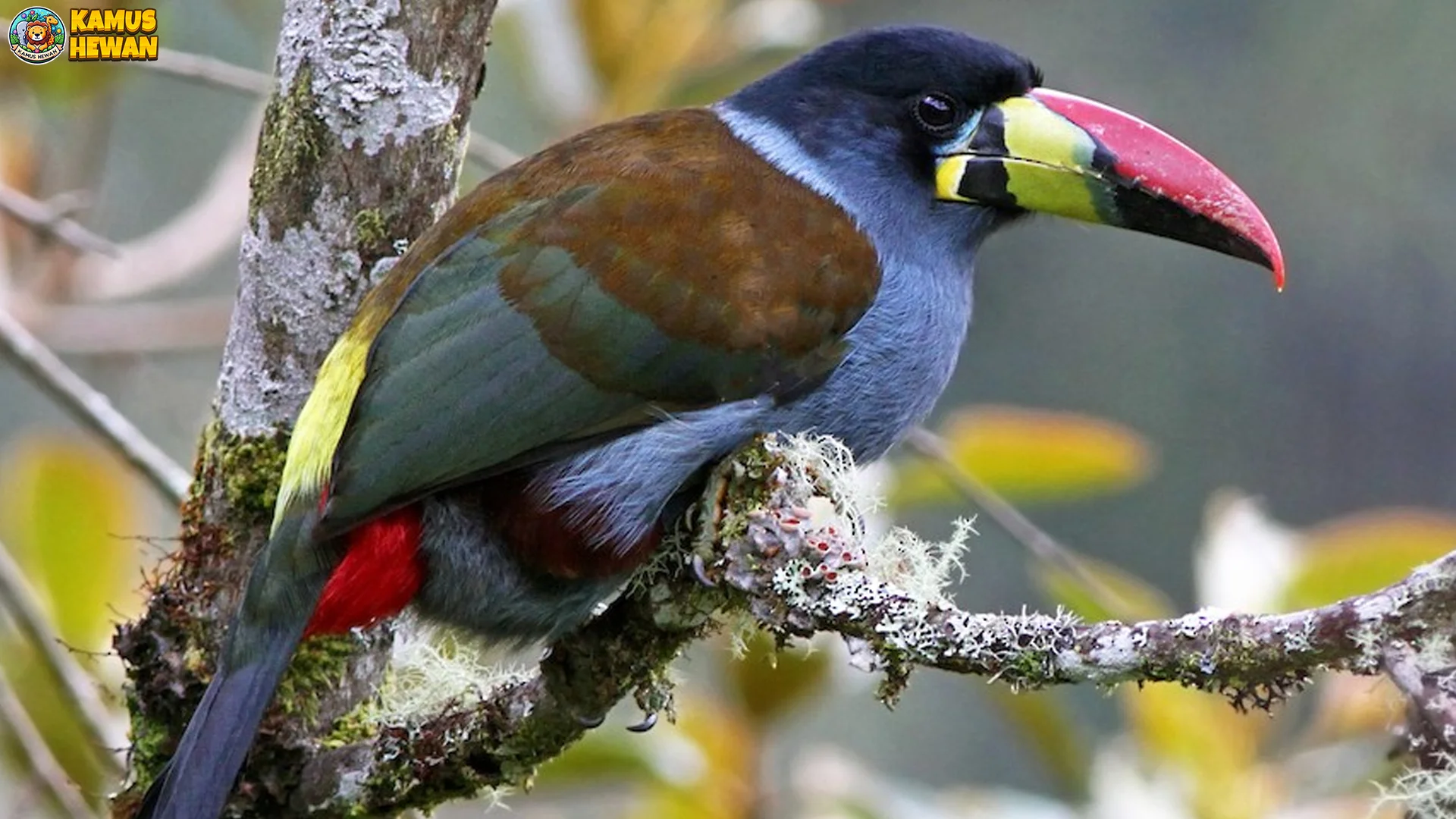 4 Peran Tukan Gunung Dalam Ekosistem Hutan Awan 1 4 Peran Tukan Gunung Dalam Ekosistem Hutan Awan