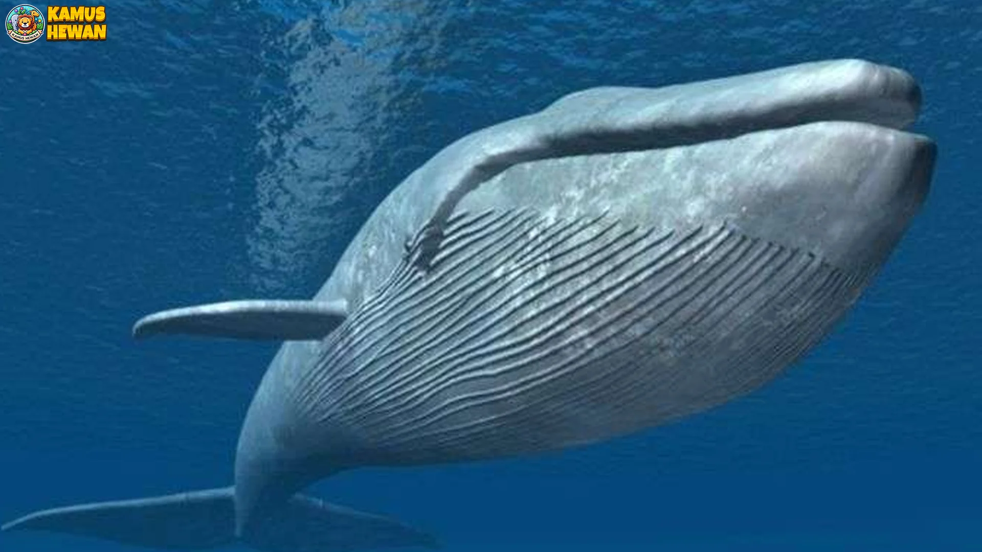 Kehidupan Paus Biru dalam 4 Zona Samudra Berbeda