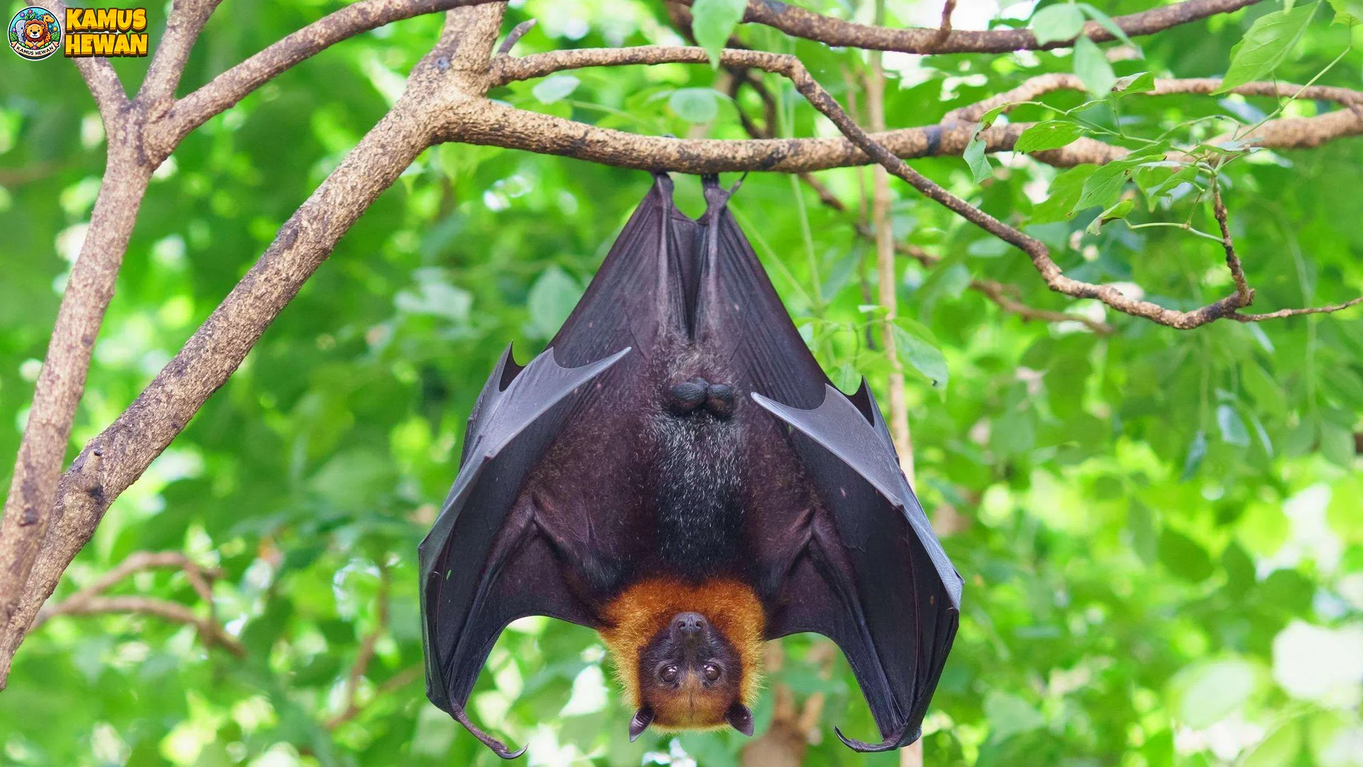 Kemampuan Asli Hewan Kelelawar Menghisap 5 Darah Ternak