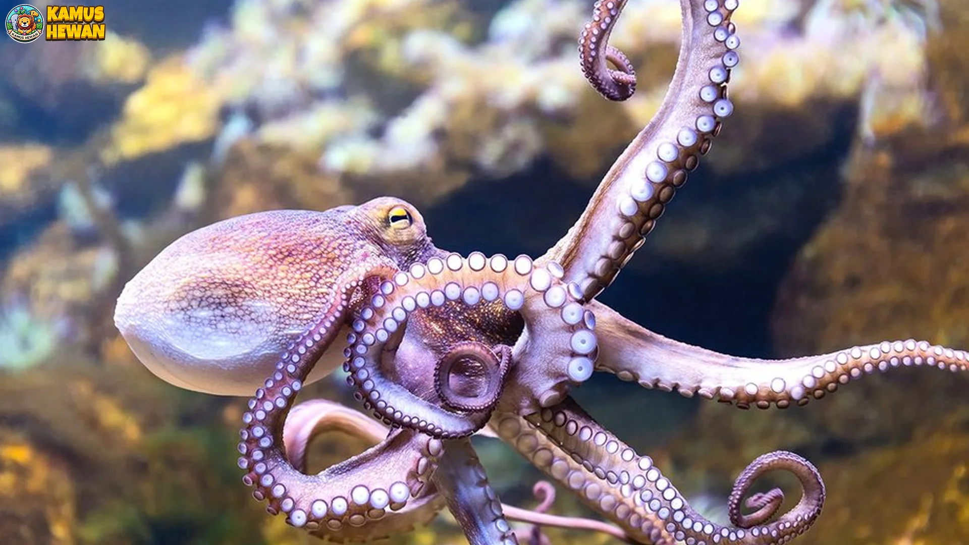 Spesies Gurita 5 Terkecil di Dunia yang Beracun Mematikan