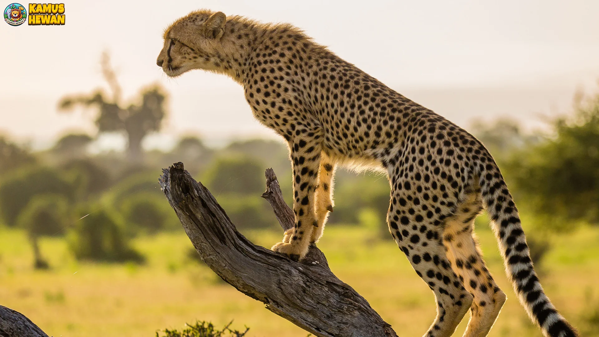 2 Keunikan Cakar Citah yang Tidak Bisa Ditarik Sepenuhnya
