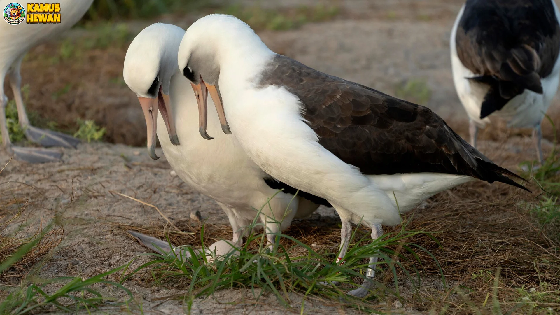 Burung Albatros Laysan 2 Sarang di Atas Pasir Hangat