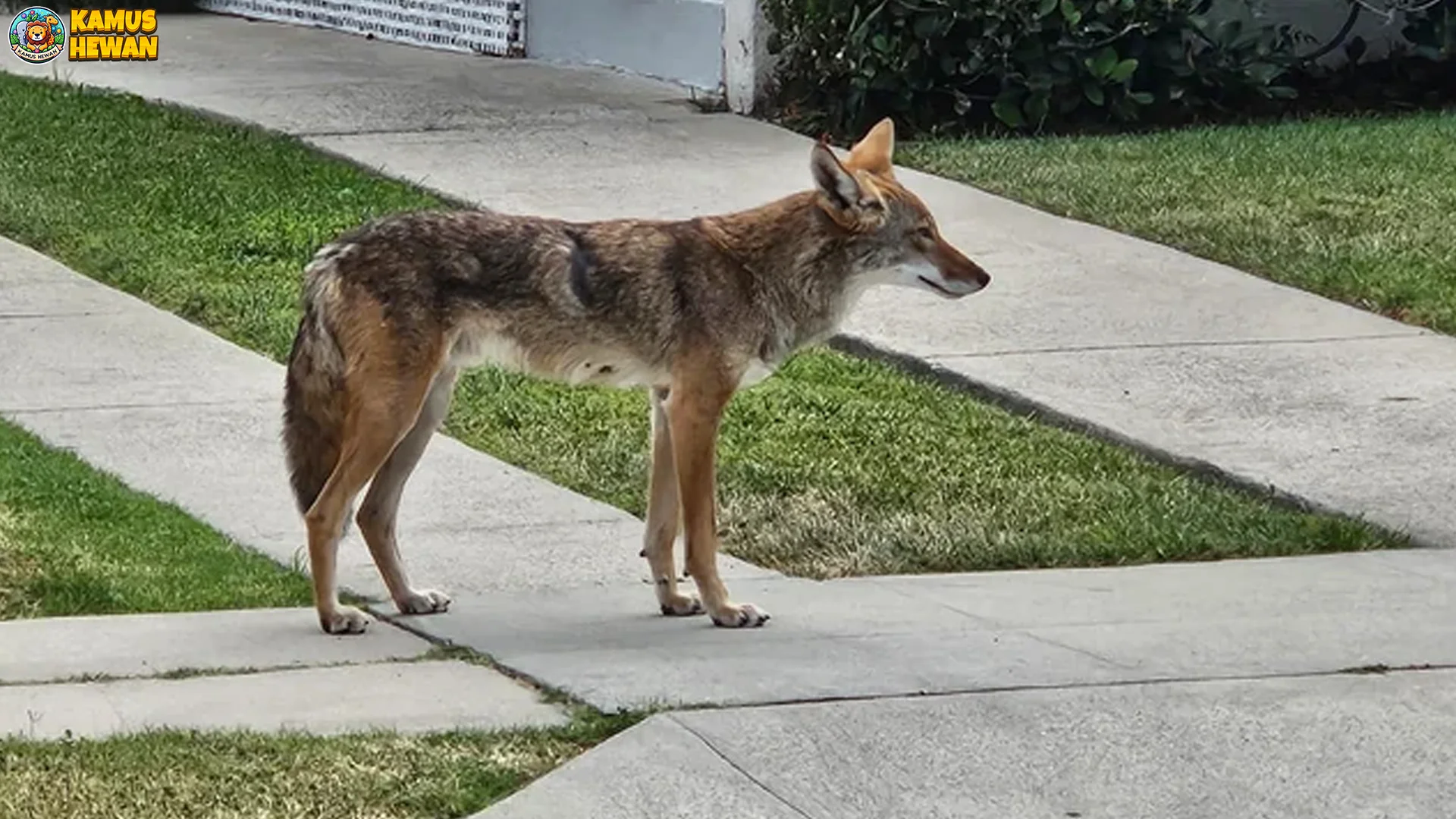 Koyote 5 Perbedaan Asli dengan Anjing Hutan dan Rubah