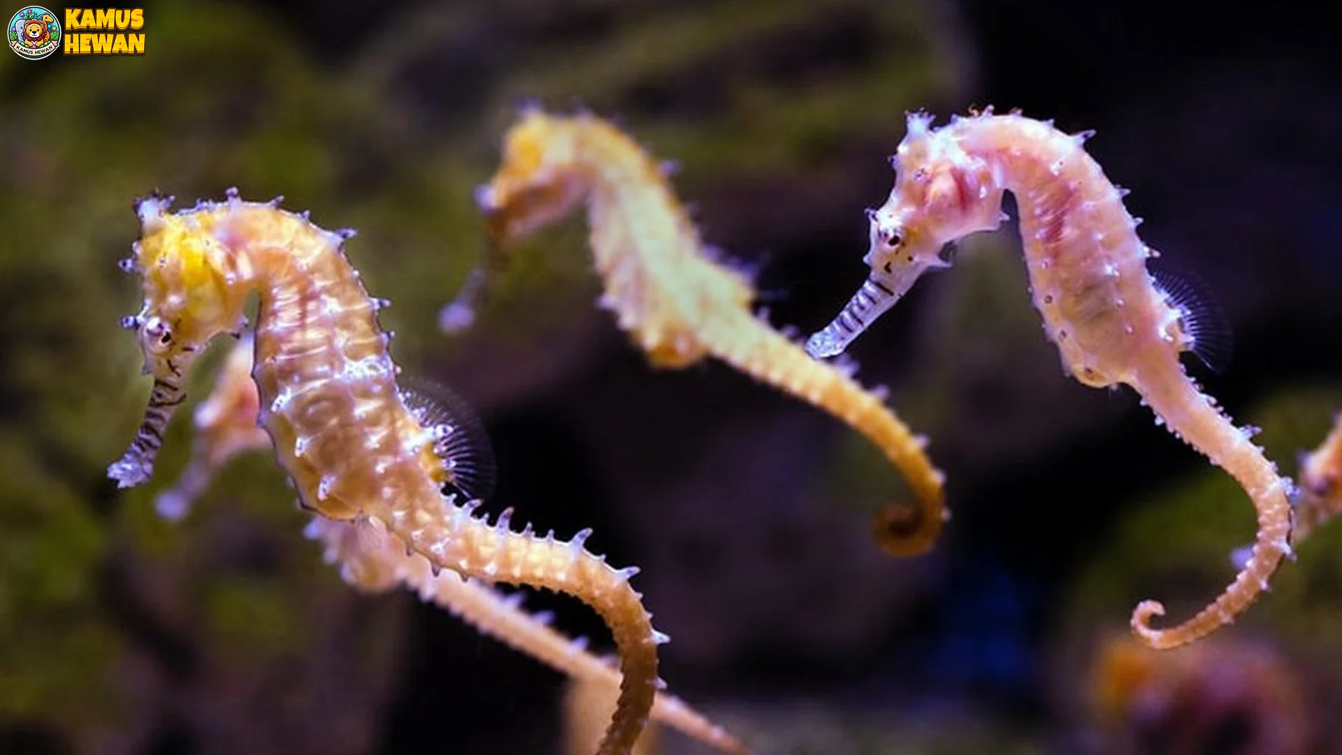 5 Fakta Reproduksi Kuda Laut Paling Unik Di Dunia Hewan