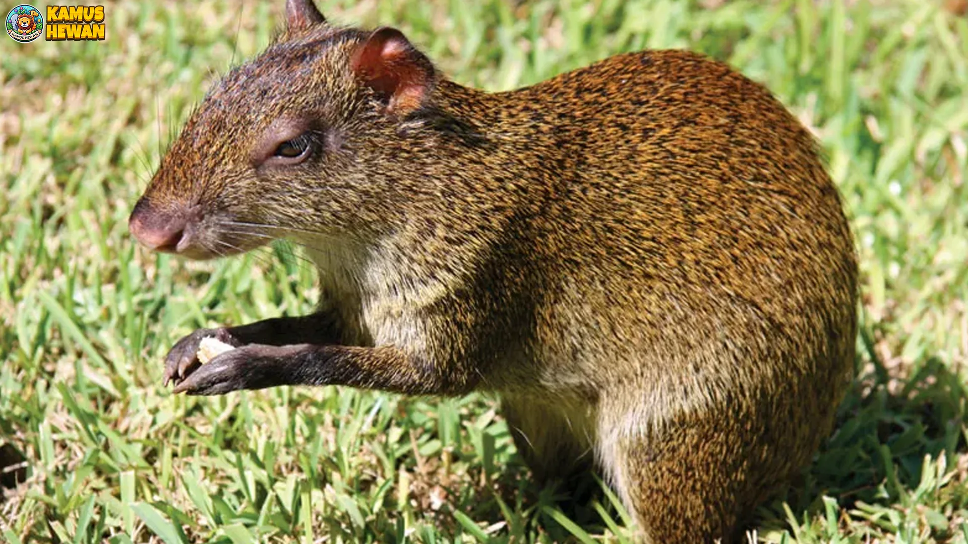 5 Keunikan Agouti Yang Bikin Hewan Ini Jadi Pusat Perhatian Banget 1 5 Keunikan Agouti Yang Bikin Hewan Ini Jadi Pusat Perhatian Banget