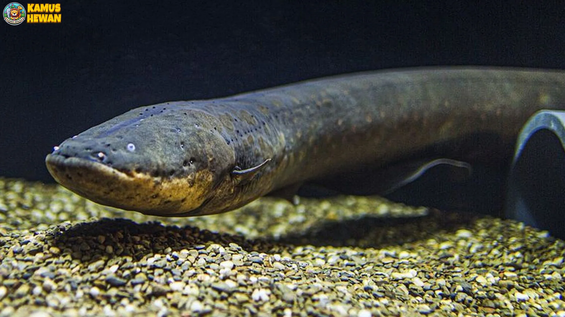 Hewan Belut Listrik 5 Aktivitas Menarik Di Habitat Aslinya