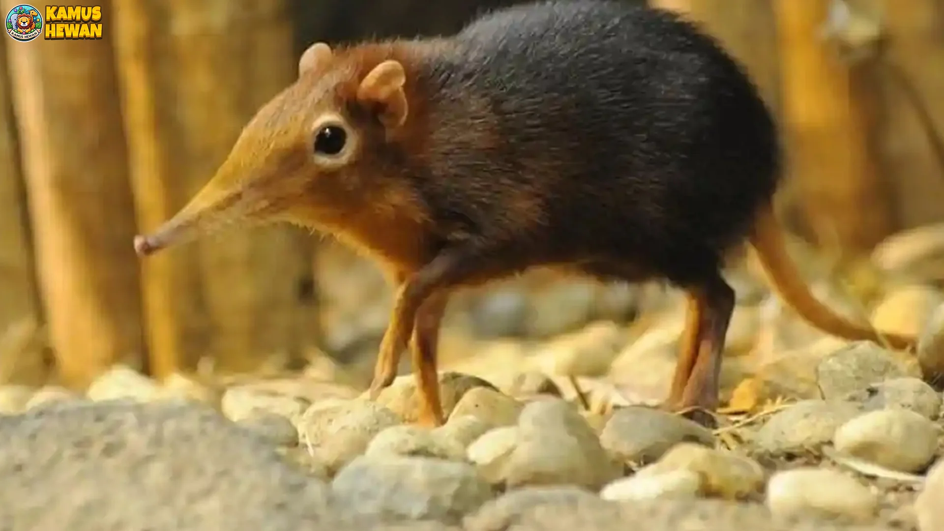 Mengapa Celurut Gajah Disebut Gajah Ini 4 Alasan Aslinya