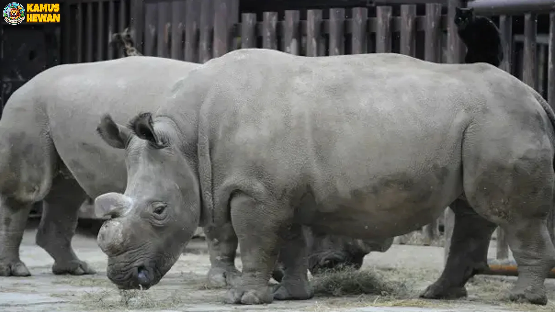 Badak Putih Utara Suguhkan 5 Fakta Asli Yang Patut Diketahui Semua Orang