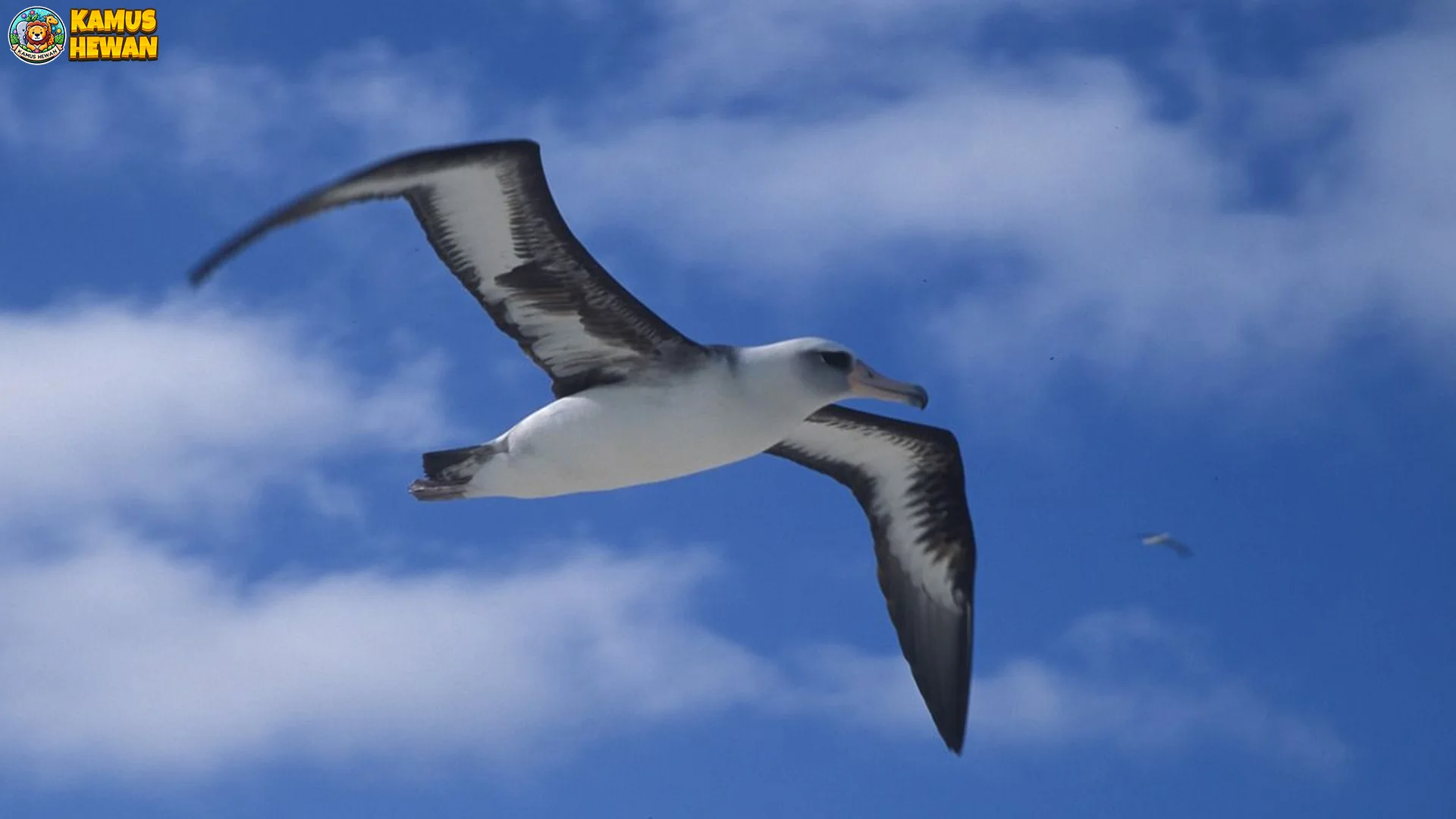 Bukti Asli Albatros Burung Laut Terbang Tanpa Mengepak2
