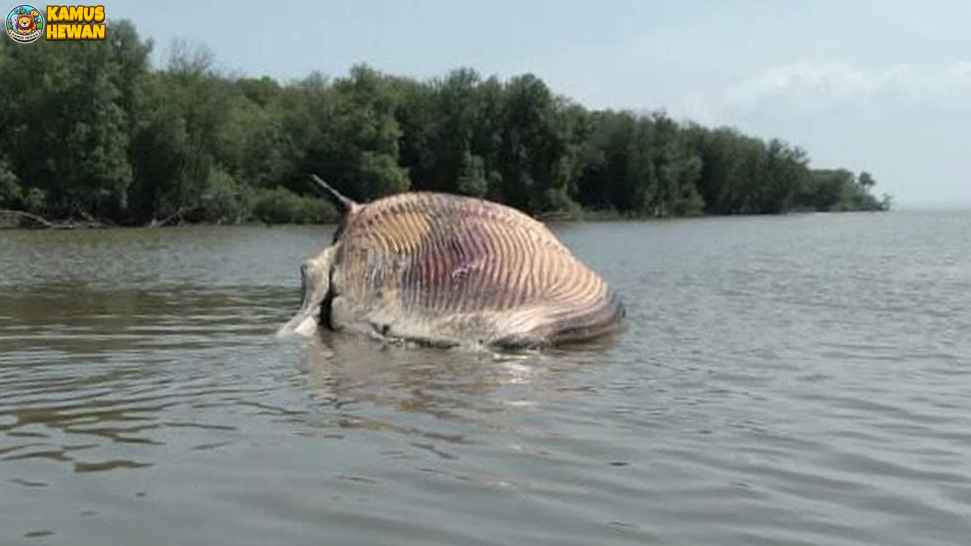 Paus Balin Dengan 5 Spesies Terbesar Mulai Biru Hingga Bungkuk