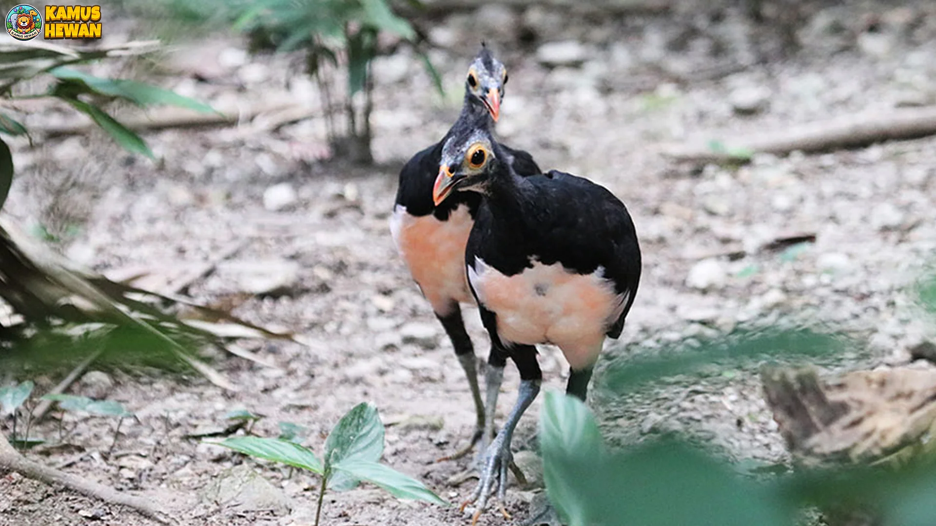 4 Upaya Asli Konservasi Hewan Maleo Senkawor dari Kepunahan