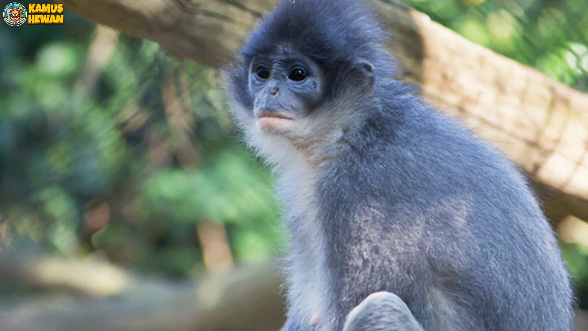 3 Fakta Menarik Surili Jawa Sebagai Endemik Pulau Jawa