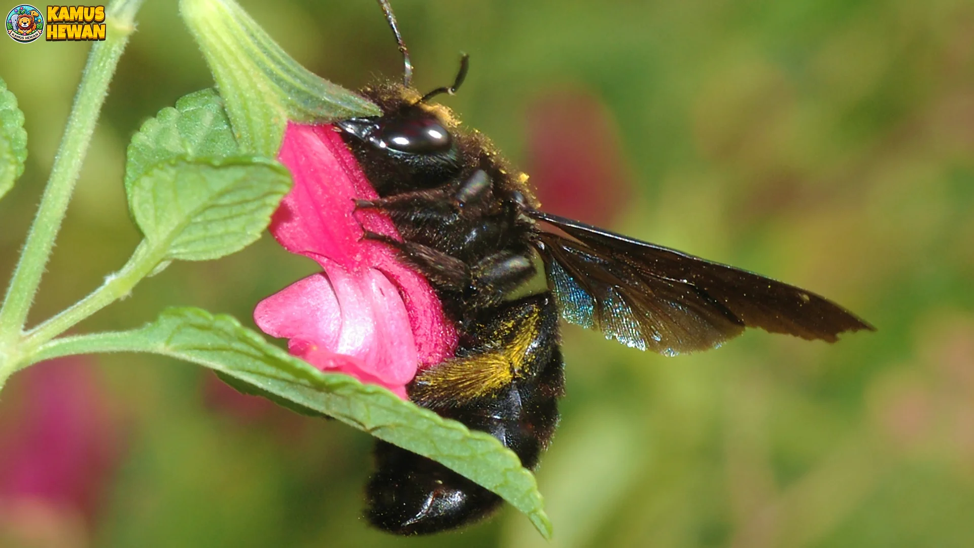Bangbara Dalam 5 Upaya Konservasi Agar Tidak Punah
