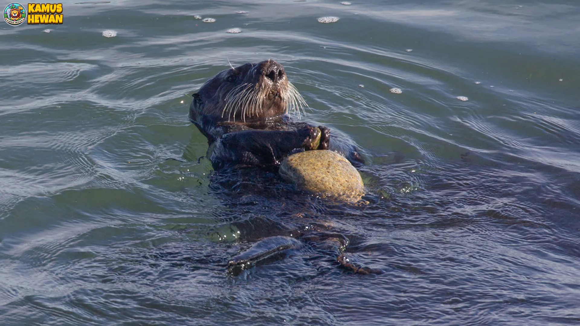 Berang Berang Laut 4 Karakteristik Unik dan Perilaku Alami