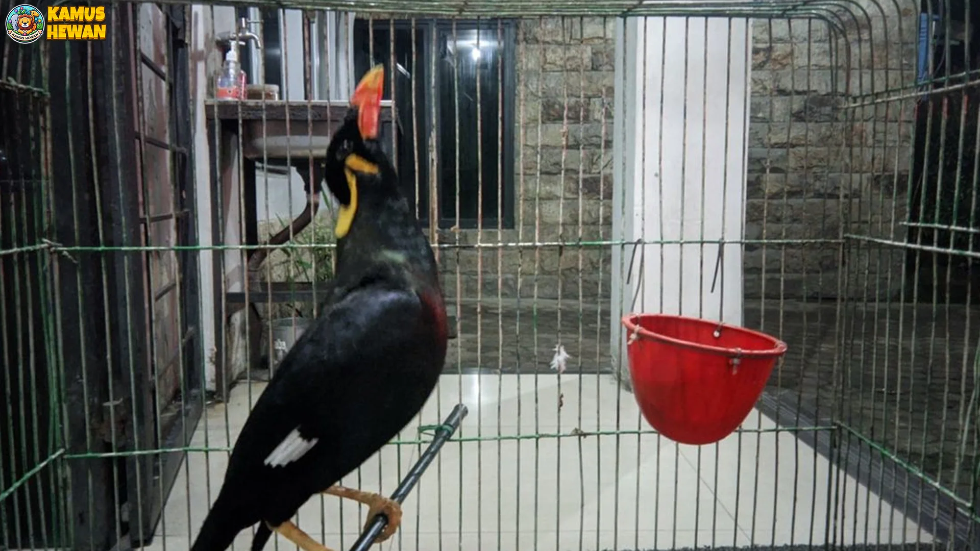 Beo biasa 4 Kebiasaan Unik di Alam Liar yang Jarang Diketahui