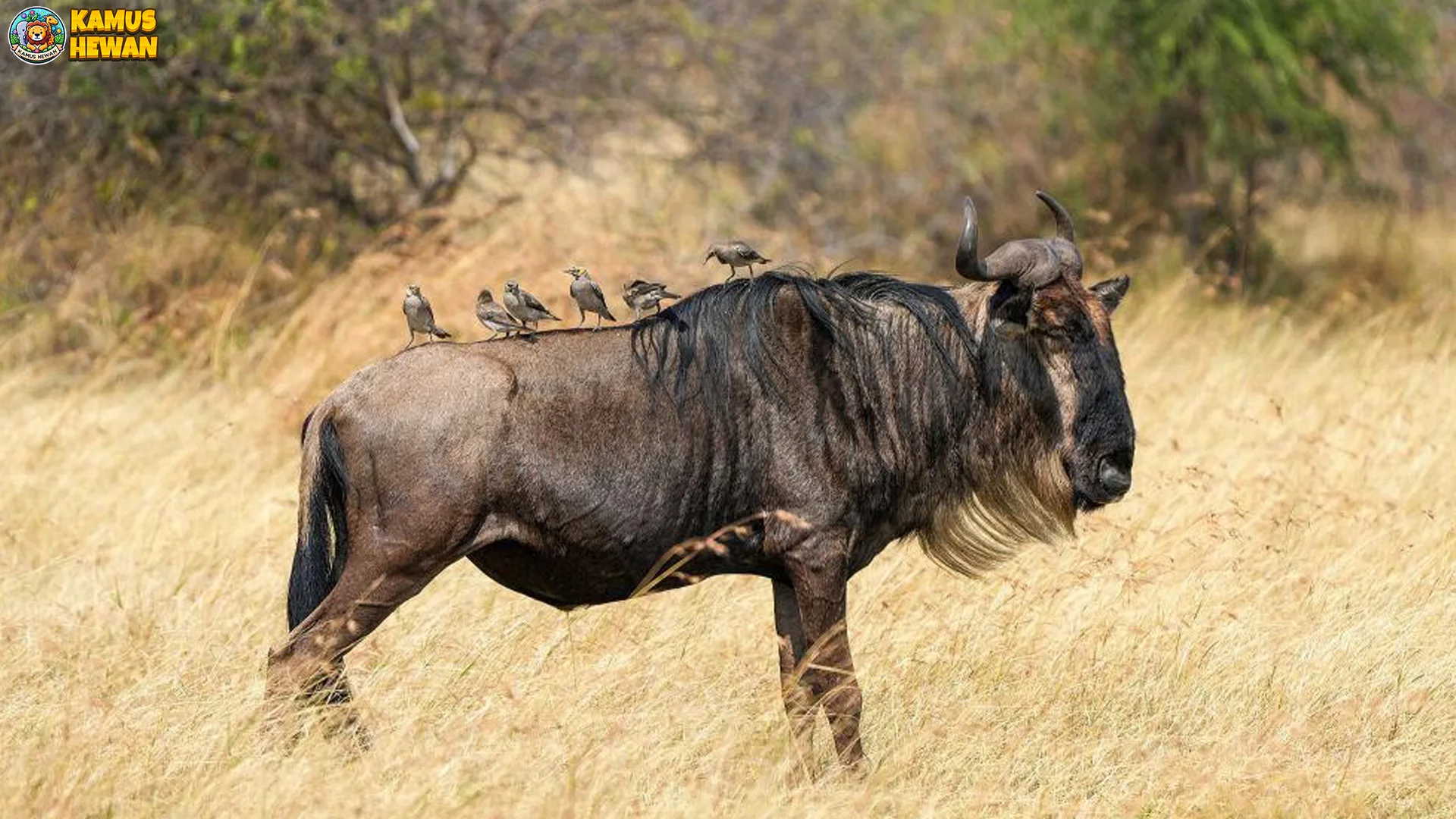 Nyumbu Hitam 2 Spesies Langka Endemik Afrika Selatan