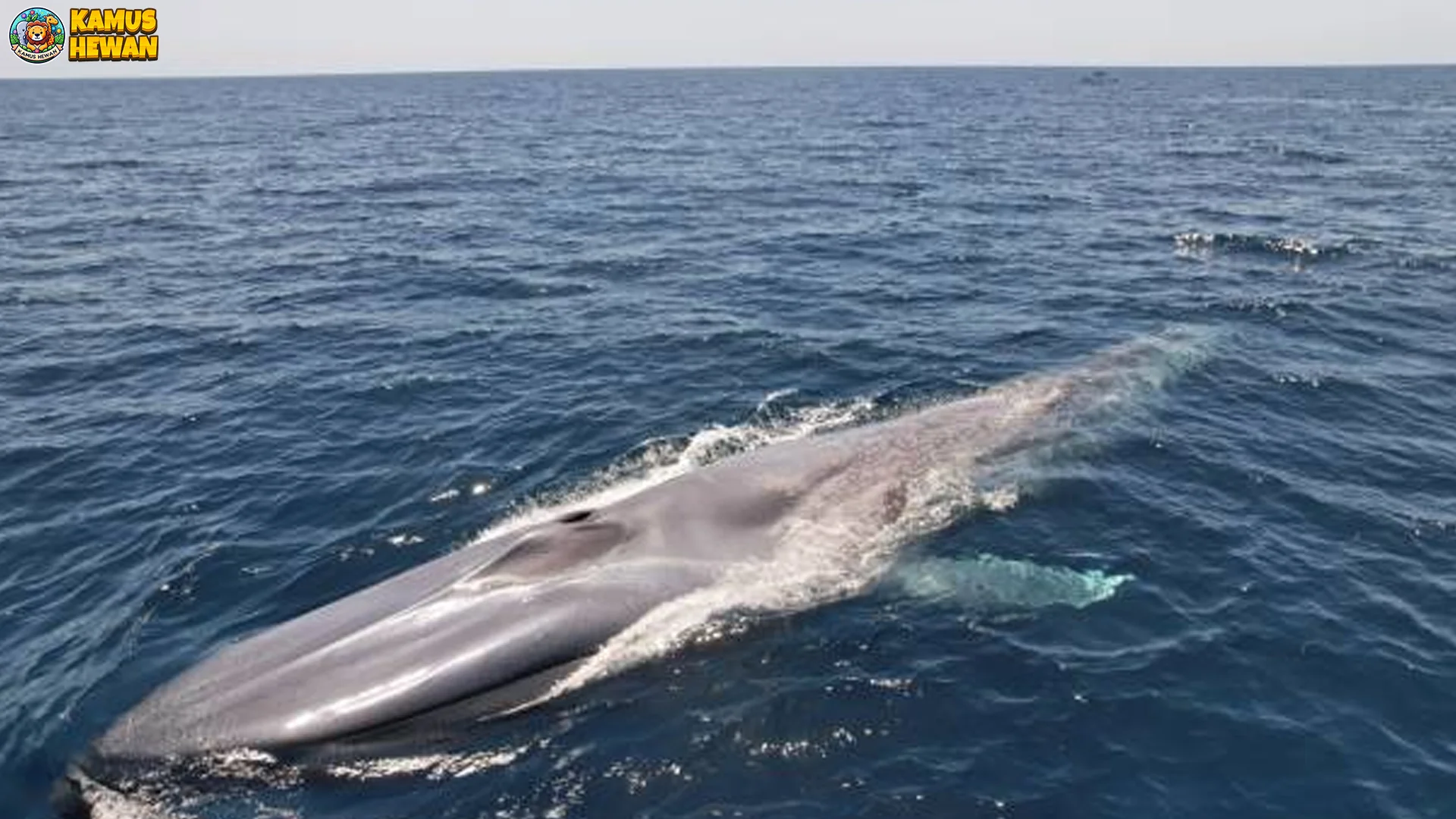 Paus Biru Jadi Mamalia Laut Dengan 4 Keunikan Yang Menarik 2 Paus Biru Jadi Mamalia Laut Dengan 4 Keunikan Yang Menarik