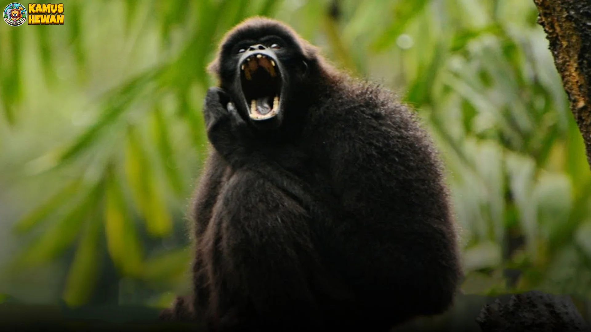 Habitat Owa Bilau 5 Hutan Mentawai Yang Kian Tergusur Parah