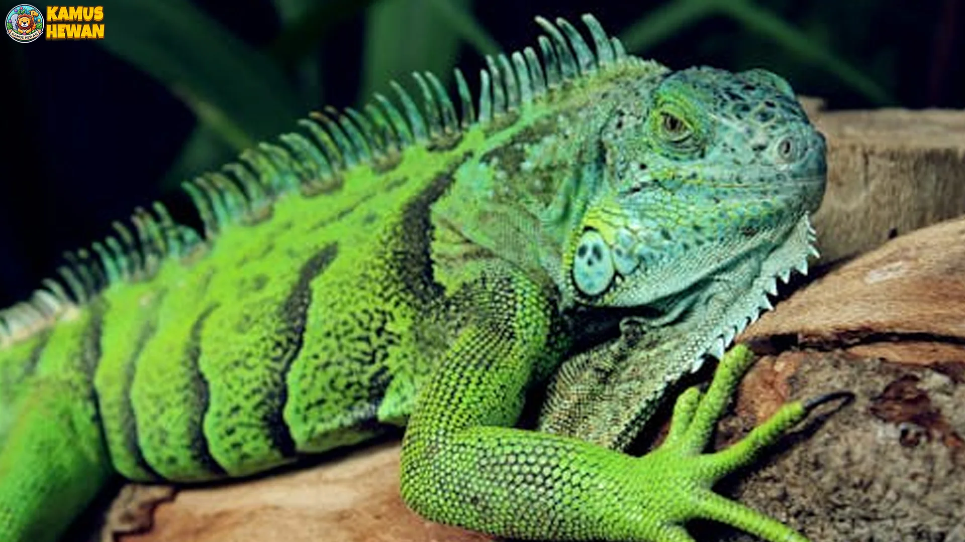 Hewan Iguana Memikat Dengan 5 Karakteristik Menarik dan Spesial