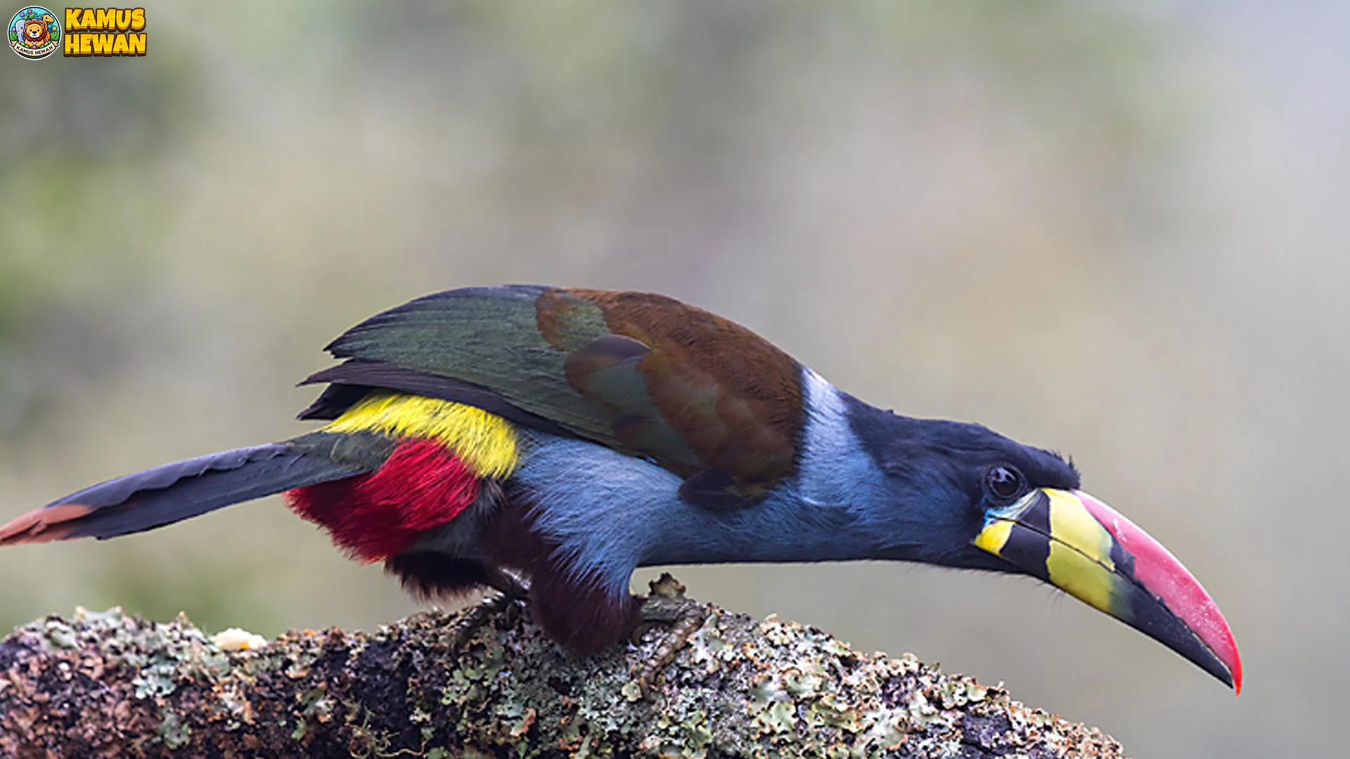 4 Peran Tukan Gunung Dalam Ekosistem Hutan Awan 2 4 Peran Tukan Gunung Dalam Ekosistem Hutan Awan
