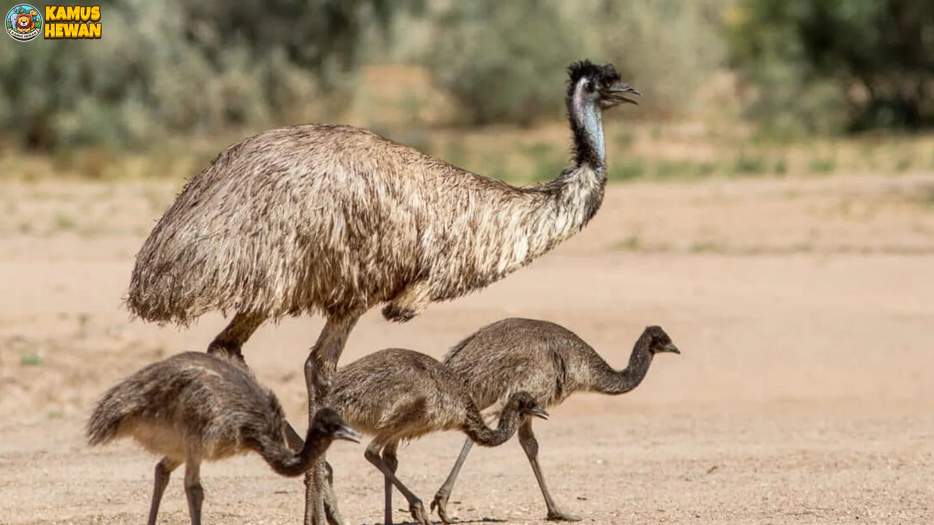 Siklus Hidup Emu 3 Fase Pertumbuhan dari Telur Hingga Dewasa 4 Siklus Hidup Emu 3 Fase Pertumbuhan dari Telur Hingga Dewasa