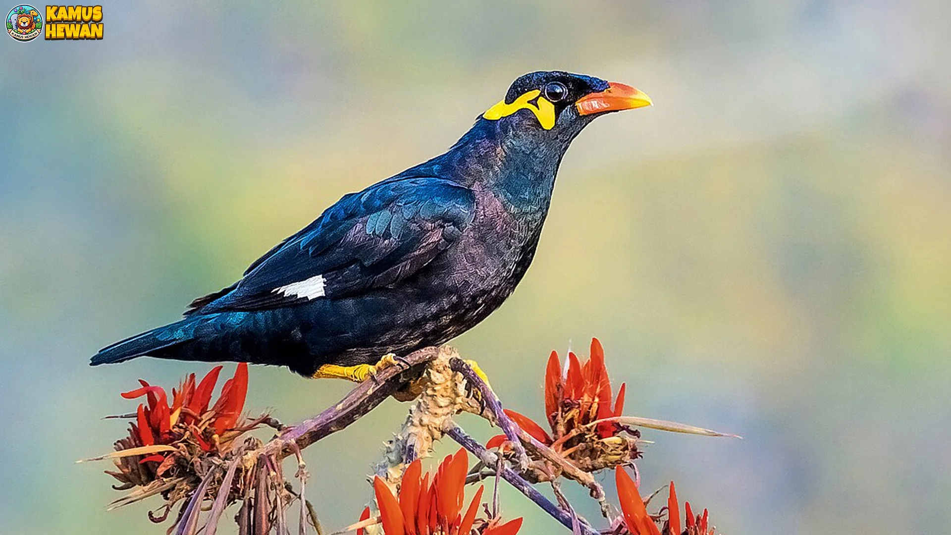 Beo biasa 4 Kebiasaan Unik di Alam Liar yang Jarang Diketahui